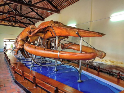 Dinh Vạn Thủy Tú – Nơi lưu giữ bộ xương cá Ông lớn nhất Đông Nam Á